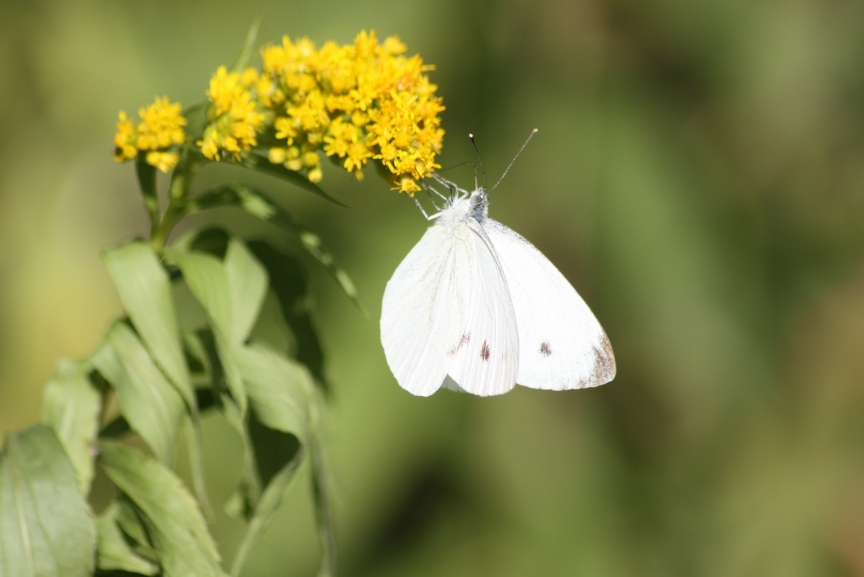 Aiuto e conferme ID